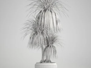 dracaena palm 3D Model