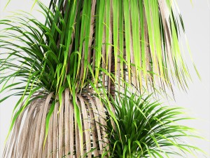 dracaena palm 3D Модель