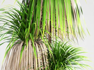 dracaena palm 3D Model