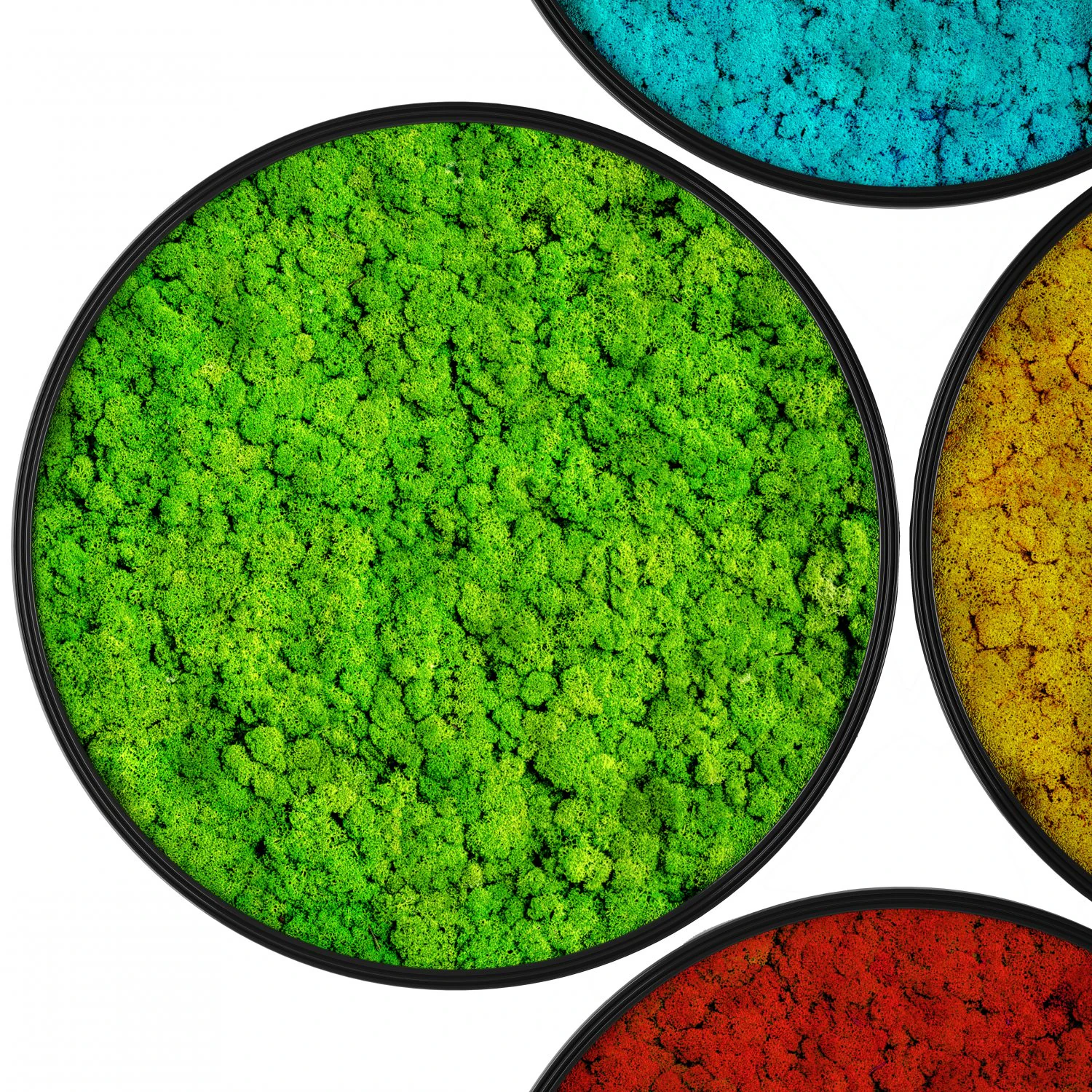 stabilized moss 3D Model .c4d .max .obj .3ds .fbx .stl .blend 