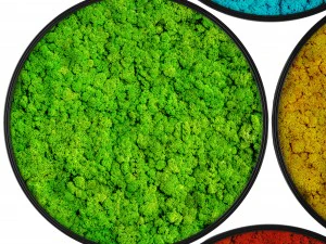 stabilized moss 3D Model