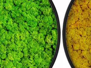 stabilized moss 3D 모델