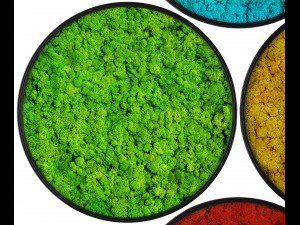 stabilized moss 3D 모델