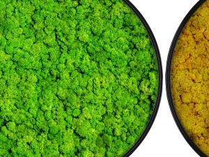 stabilized moss 3D 모델
