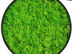 stabilized moss 3D Model