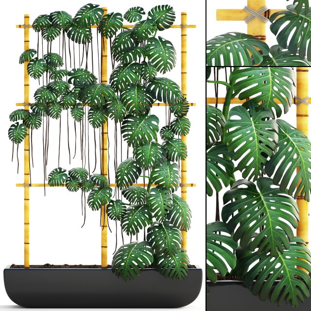 monstera 3D 모델 .c4d .max .obj .3ds .fbx .stl .blend 