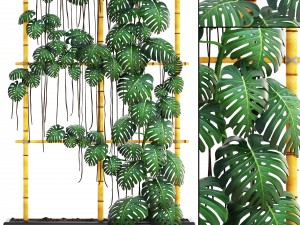 monstera 3D Model
