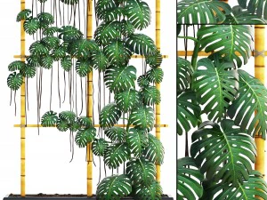 몬스테라 3D 모델