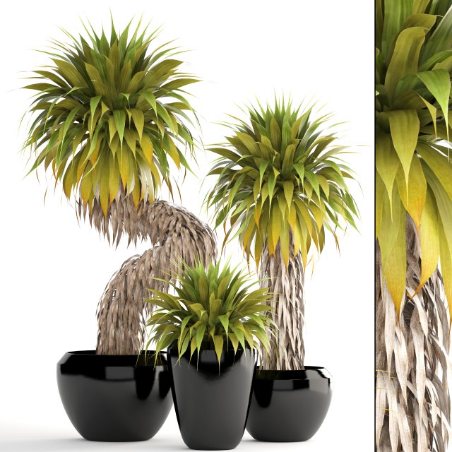 collection of tropical plants yucca Model 3D .c4d .max .obj .3ds .fbx .stl .blend
