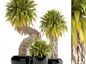 collection of tropical plants yucca 3D Model