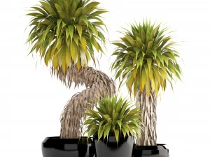 collection of tropical plants yucca 3D Model