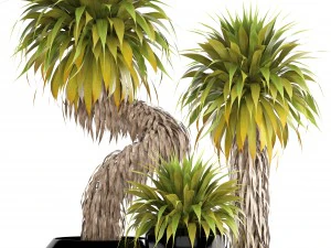 collection of tropical plants yucca 3D Model