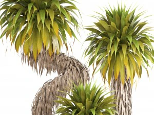 collection of tropical plants yucca 3D Model