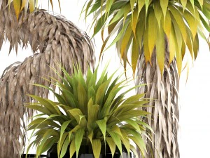collection of tropical plants yucca 3D Model
