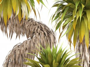 collection of tropical plants yucca 3D Model