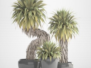 collection of tropical plants yucca Model 3D