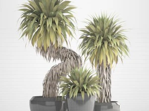 collection of tropical plants yucca 3D Model