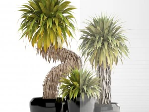 collection of tropical plants yucca 3D Model