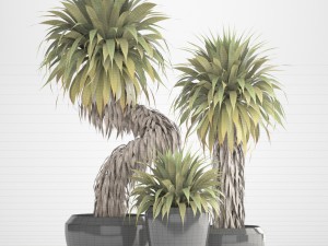 collection of tropical plants yucca Model 3D