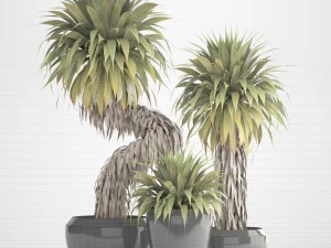 collection of tropical plants yucca 3D Model