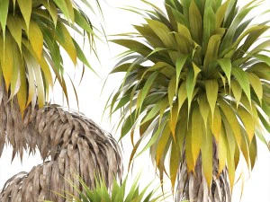 collection of tropical plants yucca 3D Model