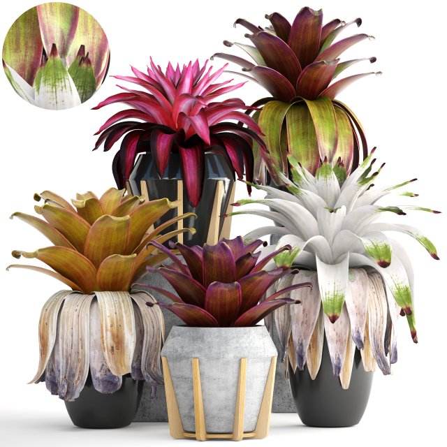 tropical plant shrubs bromelia 3D Model .c4d .max .obj .3ds .fbx .stl .blend