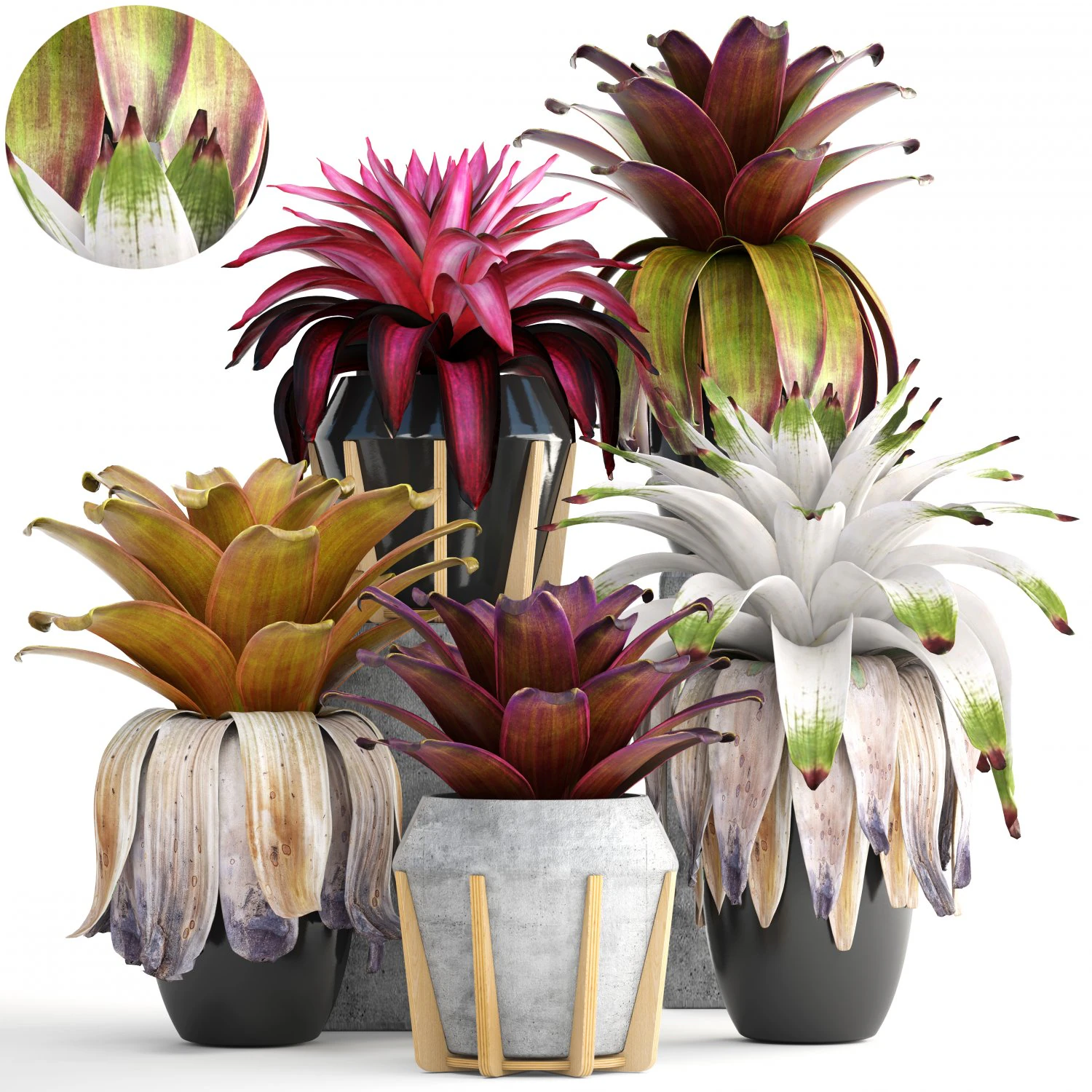 tropical plant shrubs bromelia 3D Model .c4d .max .obj .3ds .fbx .stl .blend 