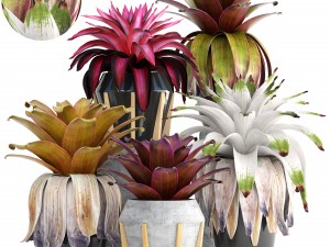 tropical plant shrubs bromelia 3D Модель