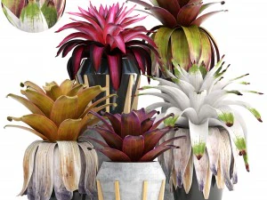 arbusti di piante tropicali bromelia Modello 3D