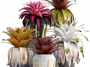 tropical plant shrubs bromelia 3D Model