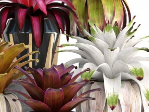 tropical plant shrubs bromelia 3D Model
