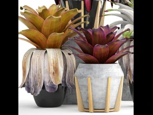 tropical plant shrubs bromelia 3D Model