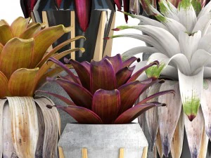 tropical plant shrubs bromelia 3D Model