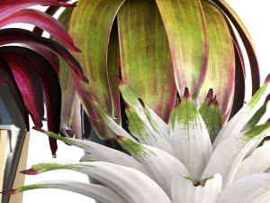 tropical plant shrubs bromelia 3D Model
