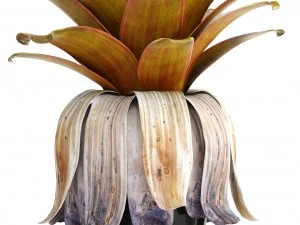 tropical plant shrubs bromelia 3D Model