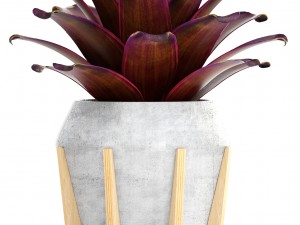 tropical plant shrubs bromelia 3D 模型