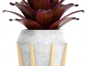 tropical plant shrubs bromelia 3D Model