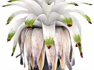 tropical plant shrubs bromelia 3D 模型