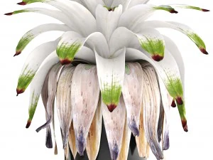 tropical plant shrubs bromelia 3D Model