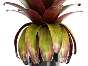 tropical plant shrubs bromelia 3D Model