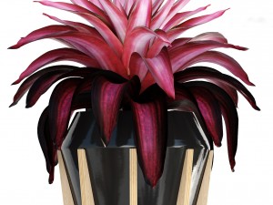 tropical plant shrubs bromelia 3D 模型