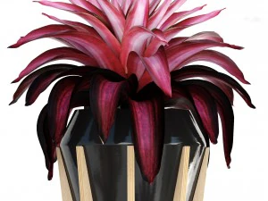 tropical plant shrubs bromelia 3D Model