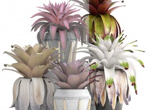 tropical plant shrubs bromelia 3D 模型