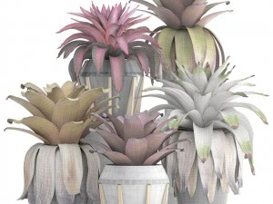 tropical plant shrubs bromelia 3D Model