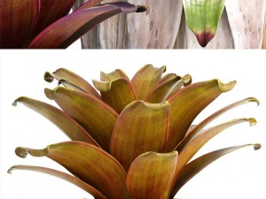 tropical plant shrubs bromelia 3D Model