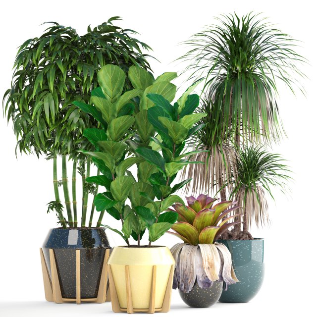 collection of tropical plants 3D 模型 .c4d .max .obj .3ds .fbx .stl .blend 