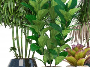 collection of tropical plants 3D 模型