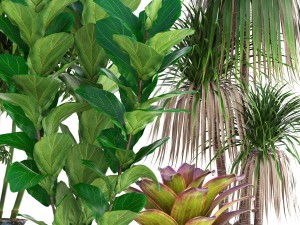 collection of tropical plants 3D 模型