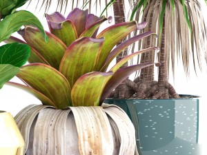 collection of tropical plants 3D 模型