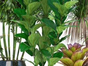 collection of tropical plants 3D 模型